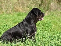 Étalon Cane Corso - Hastuce de viloden