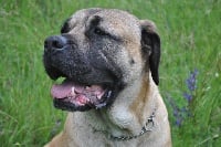 Étalon Cane Corso - Foolee Des Sentinelles De Tizzano