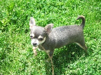 Étalon Chihuahua - Luciole (Sans Affixe)