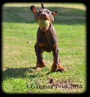 Étalon Dobermann - Monsieur parfait black novak