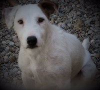 Étalon Jack Russell Terrier - Goupil (Sans Affixe)