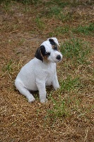 Étalon Parson Russell Terrier - Fearless' Kind Myrtille