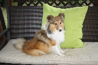 Étalon Shetland Sheepdog - Mia my girl Des Cerberes De L'isaac
