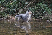 Étalon Shetland Sheepdog - Jumpi Of Lovely Fairy Blue