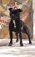 Étalon Staffordshire Bull Terrier - Jesukay junior blackbull diamonds