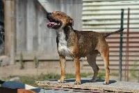 Étalon Staffordshire Bull Terrier - Stess du Logeo de l'Ixaro