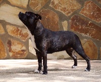 Étalon Staffordshire Bull Terrier - Lady chichilina at dimantstaff bbd