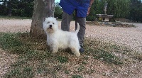 Étalon West Highland White Terrier - Jiana du Clos de la Monnerie