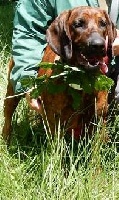 Étalon chien de Rouge de Hanovre - de l'Etang des Chaumes Lilou