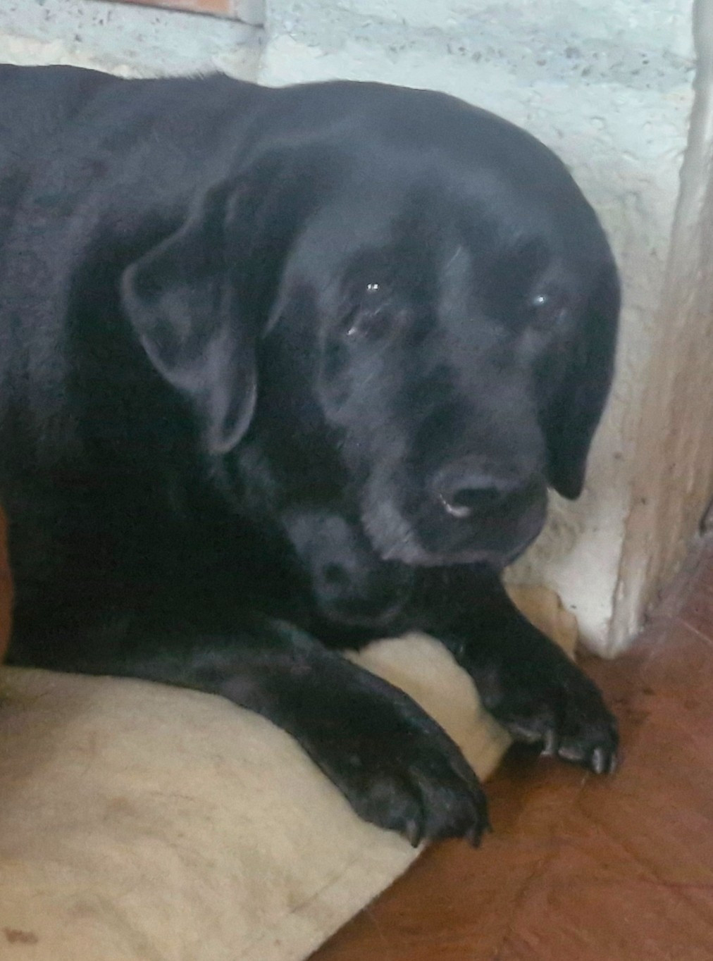 Hébène De La Nichée Gasconne