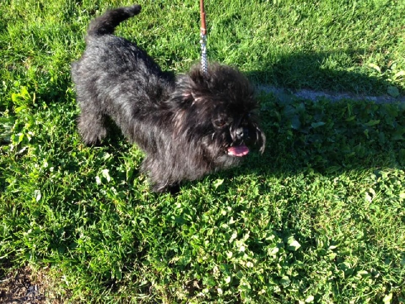 Publication : du Rêve de la patte d'or