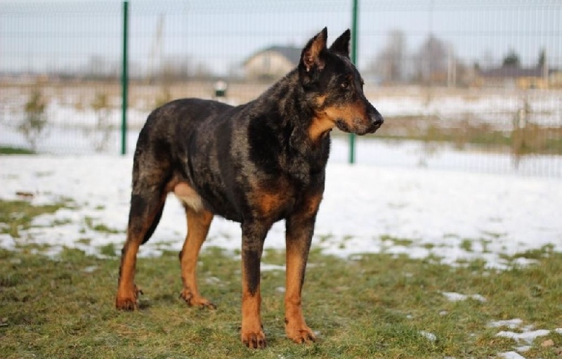 CH. Hossa na przyklad