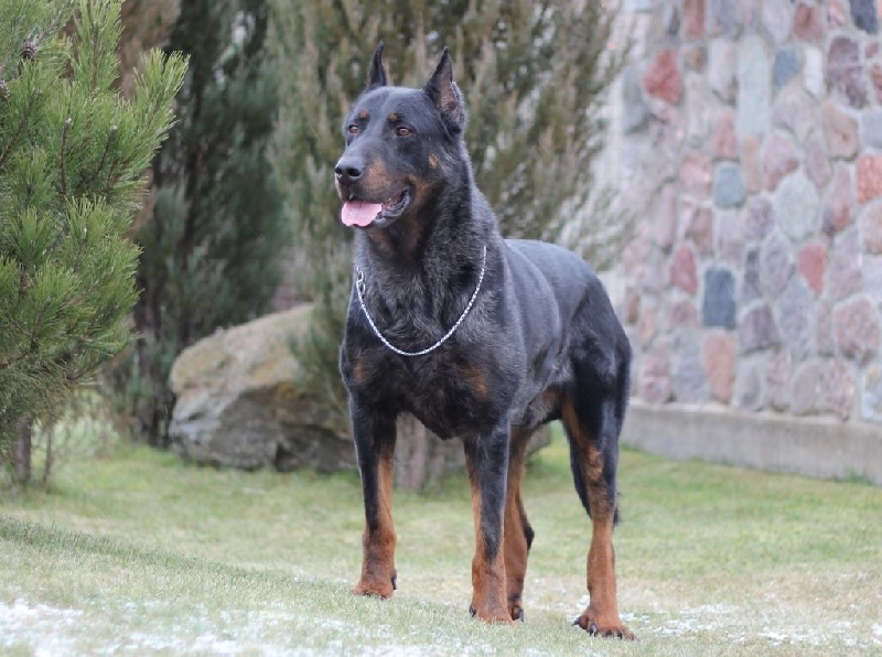 CH. momento Eagle eye