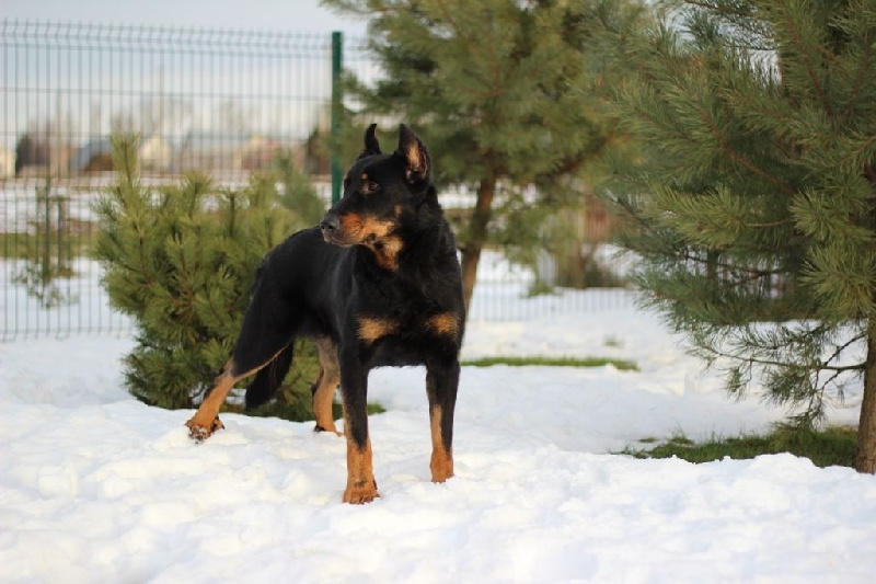 CH. momento Mistika grace