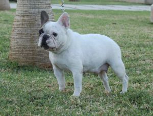 Publication : Dos Touros 