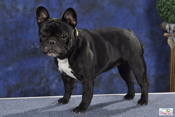 Publication : de molosse Land