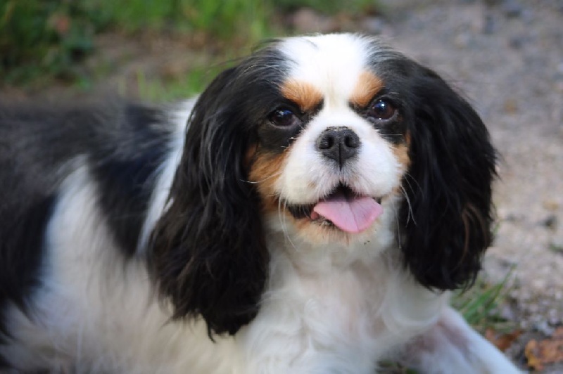 Idryss Du Royaume Des Ombres Noires