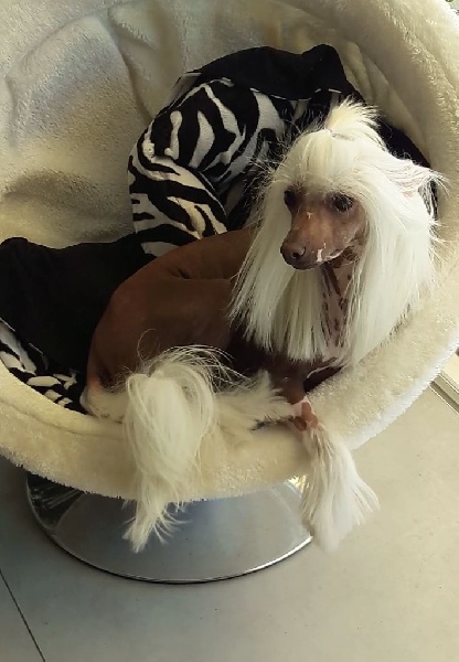 Publication : Des Picholines Auteur : FLO