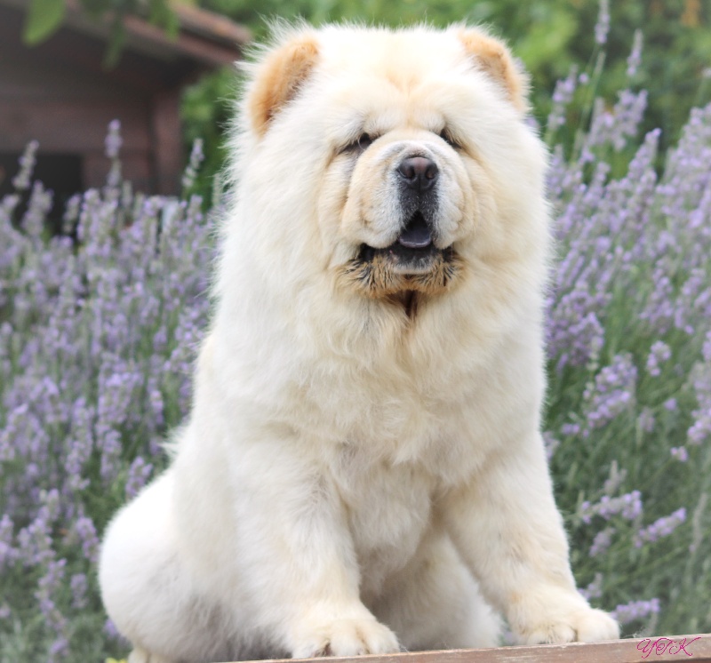 Luce di latte du Yang tse Kiang