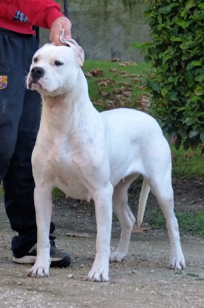 Jude du domaine de Giulaxe