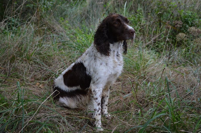 Lyna de l'écho Des étangs