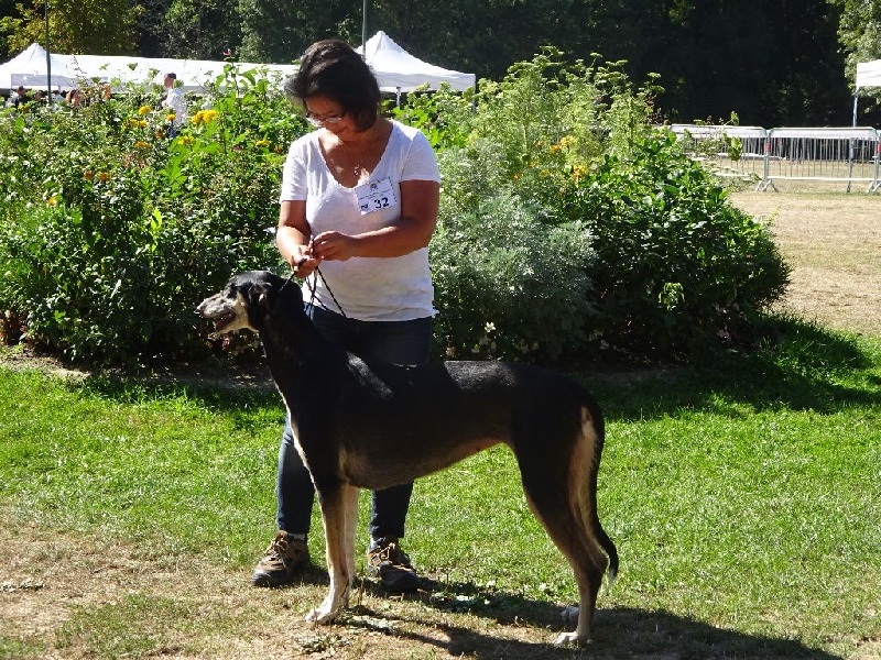 Publication : De La Plume Du Cygne Noir Auteur : Isabelle CAUTY