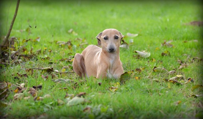 Publication : des Petites Symphonies 