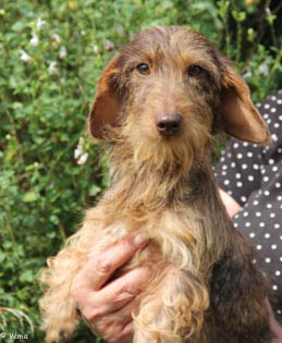 Publication : de la Garenne en Hurepoix Auteur : V.POMPAR