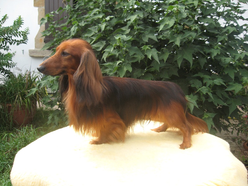 Publication : du Chevalier Gascon 