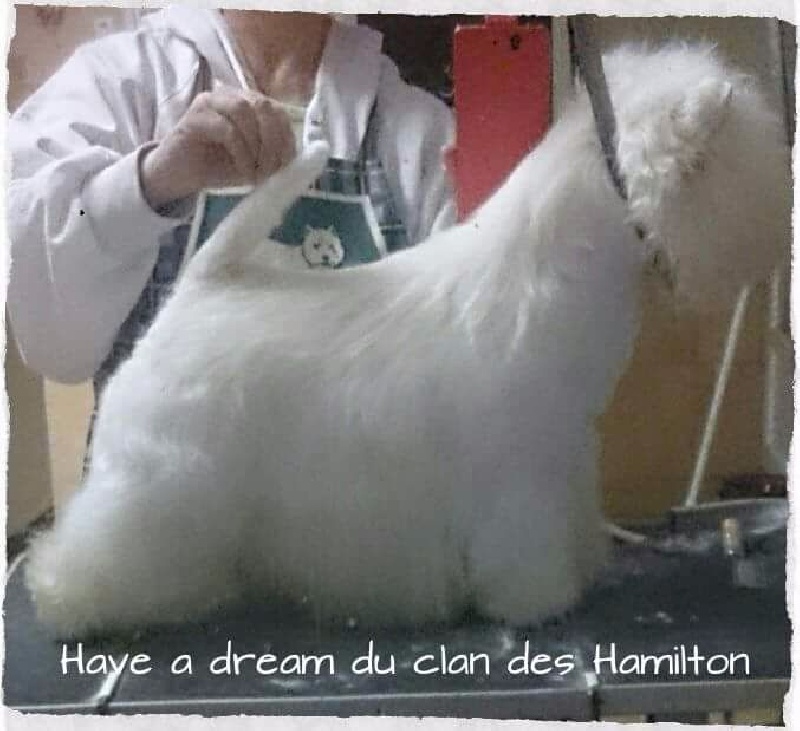 CH. Have a dream Clan des hamilton