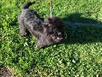 Étalon Affenpinscher - Lauryn-hill des bois de ciaum