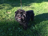 Étalon Affenpinscher - Canouan Lionel richie