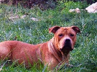 Étalon American Staffordshire Terrier - Giulia du Sarmizegetusa Regia