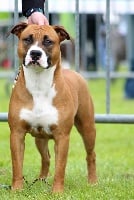 Étalon American Staffordshire Terrier - Justify my dreams Of Heart Eaters
