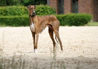 Étalon Azawakh - CH. Faysal kel arawane nefta