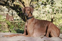 Étalon Azawakh - CH. Himba-haya du royaume de Sikishyma