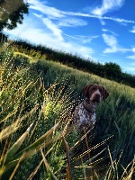 Étalon Braque français, type Pyrenees (petite taille) - Lastar Des Remises d'Arconie