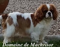 Étalon Cavalier King Charles Spaniel - Huahine du domaine de machrisor