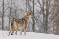 Étalon Chien-loup de Saarloos - CH. Atlantic ocean kalimero bohemica