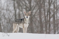 Étalon Chien-loup de Saarloos - Anvalia nocta Netis Tala