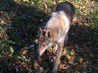 Étalon Chien-loup tchecoslovaque - arimminum Véga 2