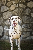 Étalon Dalmatien - Inoa les chiens de florence
