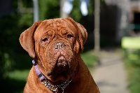 Étalon Dogue de Bordeaux - CH. Malvira Des Petits Frenchies