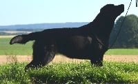 Étalon Labrador Retriever - Lady in black de La légende de la loutre