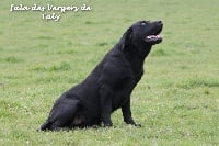Étalon Labrador Retriever - Iala des Vergers de Taly