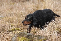 Étalon Setter Gordon - TR. Diesel du Puy d'la bec