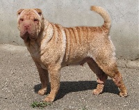 Étalon Shar Pei - Lanchi de la Dynastie Han