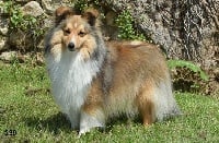 Étalon Shetland Sheepdog - CH. Jessy du Jardin d'Angélique