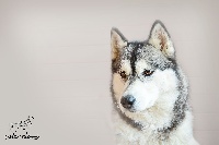 Étalon Siberian Husky - History of bella de l'écume des cimes blanches