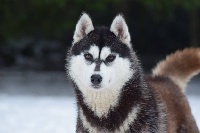 Étalon Siberian Husky - Intensive love dite cara Of cold winter nights